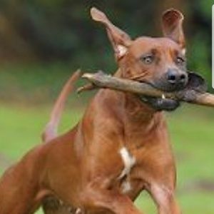 Meet your Posher, Robyn